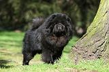 CHOW CHOW 603